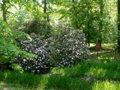 moszna-rododendrony.jpg